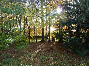 pictures and words. mgt black in trees with sun behind