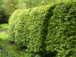 pictures and words. hedge and opening opp. washing line